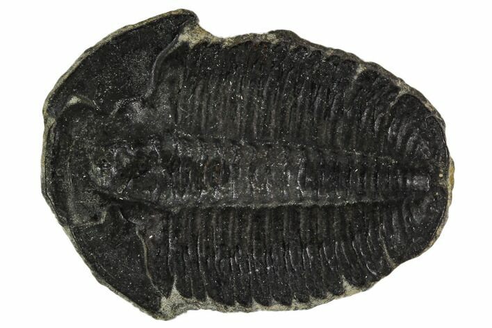 Elrathia Trilobite Fossil - Utah #108634